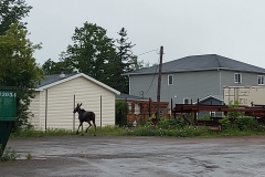 moose-1