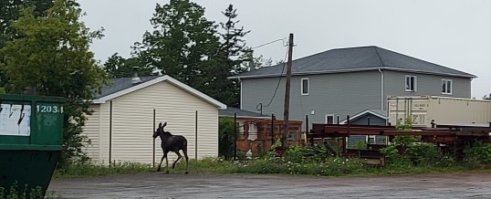 News Bulletin: Moose on the Loose!